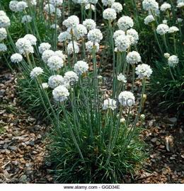 Armeria marmita white