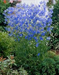 Delphinium grandiflora blue