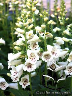 Digitalis dalmatian white