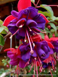 Fuchsia dark eye red-violetta