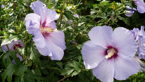 Hibiscus