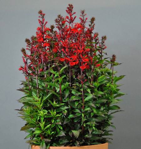 Lobelia starship scarlet red