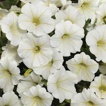 Petunia gr parade white