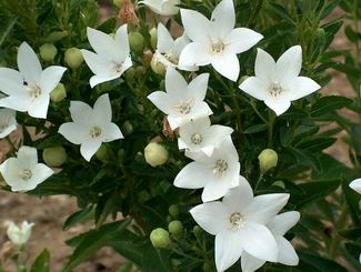 Playcodon grandiflora white