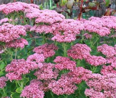 Sedum