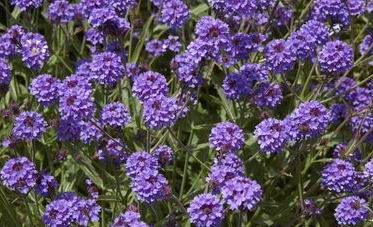 Verbena rigida venosa lila