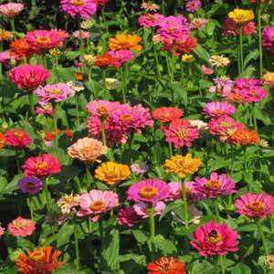 Zinnia elegans mix