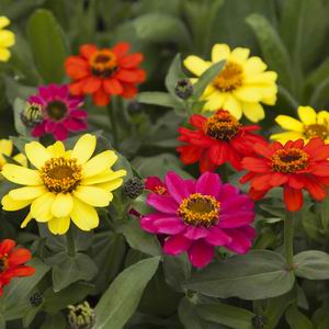 Zinnia profusion mix