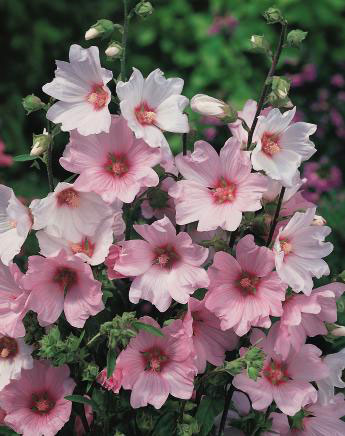 Lavatera